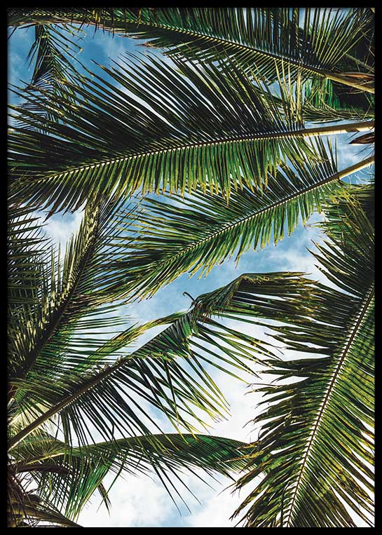 PALMS OVERHEAD POSTER