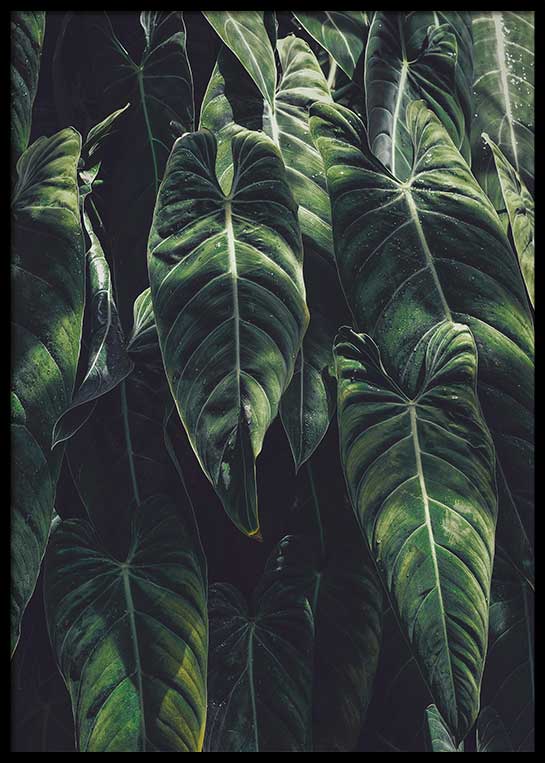 TROPIC LEAVES POSTER