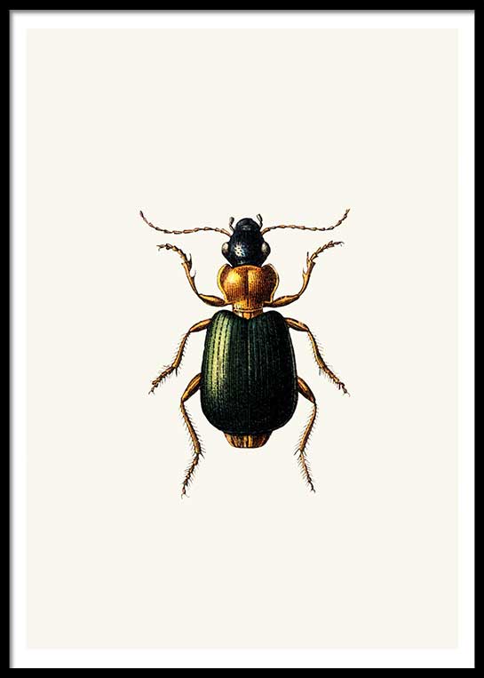 VINTAGE BUGS NO. 2 POSTER