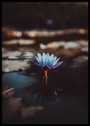 WATER LILY POSTER